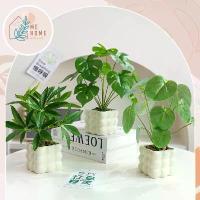 ราคา กระถางทรงเหลี่ยม+ต้นใบเต่า ต้นไม้ปลอม กระถางต้นไม้สไตล์ญี่ปุ่น งานเซรามิก เหมือนจริง มีน้ำหนัก (1733598801823040554)
