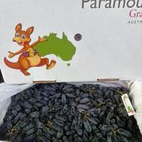 ราคา ส่งแช่เย็น องุ่นดำไร้เมล็ด (องุ่นแม่มด) ออสเตรเลียแท้ ไร้AUS สายพันธุ์ Sweet Sapphire เนื้อกรอบ อร่อย (1734675720290796650)