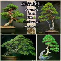 ราคา 30 เมล็ด เมล็ดพันธุ์ บอนไซ ต้นสนจูนิเปอร์ สนจูนิเปอร์ จูนิเปอร์บอนไซ Juniper Bonsai Seeds บอนไซสนจูนิเปอร์ สนเลื้อย ไม้ดัด ไม้โขด ไม้แคระ ไม้มงคล สมุนไพร ว่านมงคล ไม้จิ๋ว ไม้หัว (1734745363941001027)