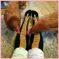 ราคา ส่งด่วน ถุงเท้าขาไก่ ถุงเท้าลายขาไก่ ถุงเท้า (1735261453349061699)