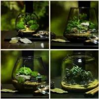 ราคา Bioloark - Bubble Cup Mini - Bio Bottle Terrarium จัดสวนในขวดแก้ว ขวดโดมแก้ว สวนขวด สวนจิ๋ว เทอทาเรี่ยม (1735274872513397897)