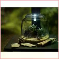 ราคา ขาย Bioloark Mini Bottle Terrarium โหลแก้ว จัดสวนขวด (1734651796264093341)