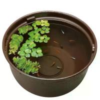 ราคา อ่างเลี้ยงปลา ปลาเมดากะ จัดอ่างเลี้ยงปลาง่ายๆ Gex Medaka bowl (1733531871507285183)