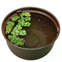 ราคา อ่างเลี้ยงปลา ปลาเมดากะ จัดอ่างเลี้ยงปลาง่ายๆ Gex Medaka bowl (1735363139396863815)