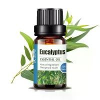 ราคา [Tiktok] Aliztar 100% Pure Eucalyptus Essential Oil 10 ml. for aromatherapy, massage, room/pillow spray, candle, cosmetic, Therapeutic grade (1735357719572350685)