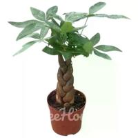 ราคา ศุภโชคถัก กระถาง 5นิ้ว / Pachira aquatica pot 5 ต้นใหญ่กว่าในรูป (1735229211020658486)