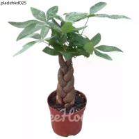 ราคา ศุภโชคถัก กระถาง 5นิ้ว / Pachira aquatica pot 5 ต้นใหญ่กว่าในรูป (1735185668693525955)