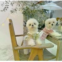 ราคา PPPIG ชุดแม่บ้านเชฟหมาแมวสไตล์อินส์ฤดูใบไม้ผลิ น่ารักสุดๆ ใส่สบาย ระบายอากาศดี สำหรับ ปอม มัลทีส ยอร์ค บิชอง เวสตี้ ชิวาว่า | เสื้อ ผ้า สัตว์เลี้ยง|ชุดน้องหมา|ชุดไทยแมว|แว่นตาสุน (1734729088346195432)
