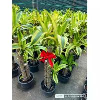 ราคา ✵ต้นวาสนาอธิษฐาน วาสนาอธิษฐาน Cornstalk Plantต้นวาสนา กระถาง 9-11นิ้ว80-100cmออเดอร1ต้นต่อกล่อง❄ (1735192233817442015)