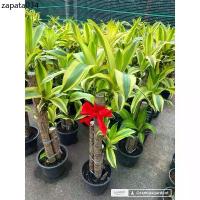 ราคา ต้นวาสนาอธิษฐาน วาสนาอธิษฐาน Cornstalk Plantต้นวาสนา กระถาง 9-11นิ้ว80-100cmออเดอร1ต้นต่อกล่อง (1735313796232021627)
