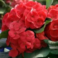 ราคา ต้นโป๊ยเซียน พันธุ์ดอกใหญ่ สีแดง Crown of thorns plant กระถาง 6 นิ้ว ลำต้นสูง 20 ซม (1735206370573846141)