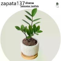 ราคา กวักมรกต ZZ Plant 4 “ ไม้มงคลพร้อมกระถางอิฐมวลเบา + จานรองไม้ กวักมรกต ไม้ปลูกในบ้าน ไม้ฟอกอากาศ ดูแลง่าย (1735140384262030444)