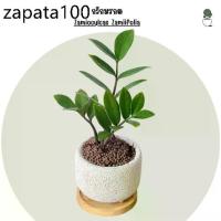ราคา กวักมรกต ZZ Plant 4 “ ไม้มงคลพร้อมกระถางอิฐมวลเบา + จานรองไม้ กวักมรกต ไม้ปลูกในบ้าน ไม้ฟอกอากาศ ดูแลง่าย (1735423544447305156)
