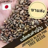 ราคา (1,000 เมล็ด+) เมล็ดสนดำญี่ปุ่น (Blackpine Seed) สนดำ เมล็ดสนดำ เพรมน่า หมากเมเปิ้ล เมเปิ้ล ม่วงเจริญ เมล็ดบอนไซ (1734767219116443114)