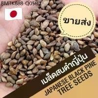 ราคา (1,000 เมล็ด+) เมล็ดสนดำญี่ปุ่น (Blackpine Seed) สนดำ เมล็ดสนดำ เพรมน่า หมากเมเปิ้ล เมเปิ้ล ม่วงเจริญ เมล็ดบอนไซ (1734954279548323137)