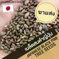 ราคา (1,000 เมล็ด+) เมล็ดสนดำญี่ปุ่น (Blackpine Seed) สนดำ เมล็ดสนดำ เพรมน่า หมากเมเปิ้ล เมเปิ้ล ม่วงเจริญ เมล็ดบอนไซ (1734765422856406968)