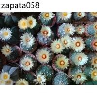 ราคา เมล็ดพันธุ์ astrophytum แอสโตร mix astro seed 100 เมล็ด กระบองเพชร แคคตัส Cactus (1735313120211207366)