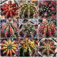 ราคา COD เมล็ดพันธุ์ ยิมโนด่าง gymno seed 100 เมล็ด กระบองเพชร แคคตัส Cactus Gymnocalycium variegated (1735386415517829001)