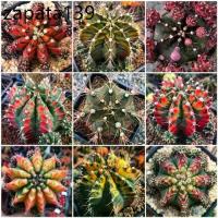 ราคา เมล็ดพันธุ์ ยิมโนด่าง gymno seed 100 เมล็ด กระบองเพชร แคคตัส Cactus Gymnocalicium variegated (1735138546194809979)