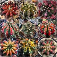 ราคา เมล็ดพันธุ์ ยิมโนด่าง gymno seed 100 เมล็ด กระบองเพชร แคคตัส Cactus Gymnocalicium variegated (1735313184864371921)