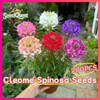 ราคา สินค้าแนะนำ เมล็ดพันธุ์ ผักเสี้ยน ฝรั่ง ผักเสี้ยนฝรั่งคละสี 200 เมล็ด Cleome Spinosa Spider Flower Seed เมล็ดดอกไม้ ต้นไม้ฟอกอากาศ ต้นไม้มงคล ไม้ประดับ บอนไซ พันธุ์ดอกไม้ ไม้ดอก (1735347647407686836)