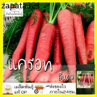 ราคา เมล็ดพันธุ์ แครอท สีแดง 200 เมล็ด Scarlet Red Carrot seed เมล็ดพันธุ์แท้ นำเข้าจากต่างประเทศ ปลูกผัก สวนครัว ปลูกง่าย โต (1735313195837654130)