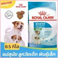 ราคา [กระสอบใหม่] Royal Canin Mini Starter Mother & Babydog อาหาร ลูกสุนัข และ แม่สุนัข รอยัลคานิน พันธุ์เล็ก ขนาด 8.5 kg (1735420025125177035)