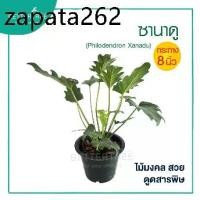 ราคา ซานาดู กระถาง 8 นิ้ว ต้นไม้ ต้นไม้ฟอกอากาศ ต้นไม้ในร่ม (1735313075381241772)