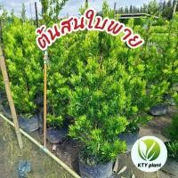 ราคา ♣ต้นสนใบพาย สนจักรพรรดิ์ ความสูง 50-100ซม. ต้นไม้❅ (1735087250204428180)