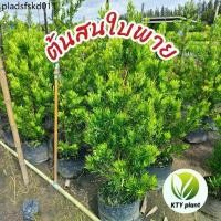 ราคา ต้นสนใบพาย สนจักรพรรดิ์ ความสูง 50-100ซม. ต้นไม้ (1735121218470184875)