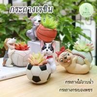 ราคา ☝กระถางรซิน น้องหมาและลูกบอล แคตตัส กุหลาบหิน กระบองเพชร ไม้อวบน้ำ เล็ก จิ๋ว จัดสวน ต้นไม้ เรซิ่น❆ (1735530471024788934)