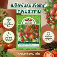 ราคา 【สินค้าขายดีอันดับ 1】 【ของแท้ 100%】 ♘มะเขือเทศ สีดา เทพประทาน เมล็ดพันธุ์ มะเขือเทศสีดา ลูกผสม ตรา ศรแดง บรรจุ 2,000 เมล็ด✶ (1735439644879389909)