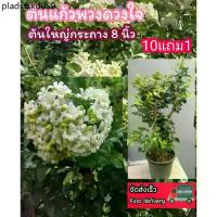 ราคา ต้นแก้วพวงดวงใจ พวงมณี ดอกแก้ว ดอกมะลิ ดอกไม้หอม พวงมาลัย ต้นไม้ไทยโบราณ ดิน ปุ๋ย กระถาง เมล็ดพันธุ์ ต้นกล้า จัดสวน ปลอม (1735185828588324721)