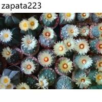 ราคา เมล็ดพันธุ์ astrophytum แอสโตร mix astro seed 100 เมล็ด กระบองเพชร แคคตัส Cactus (1735526427550058116)