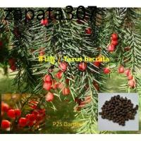 ราคา เมล็ดพันธุ์ สนยู สนยิว สนอังกฤษ Taxus Baccata / 5 เม็ด (Czech) (1735480019784599013)