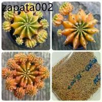 ราคา เมล็ดพันธุ์ ยิมโน LB2178 แท้ ด่าง 10 เมล็ด แคคตัส กระบองเพชร cactus Gymnocalycium friedrichii LB2178 variegata (1735161305580406034)