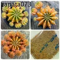 ราคา เมล็ดพันธุ์ ยิมโน LB2178 แท้ ด่าง 10 เมล็ด แคคตัส กระบองเพชร cactus Gymnocalycium friedrichii LB2178 variegata (1735312913929241830)
