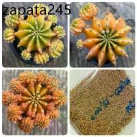 ราคา เมล็ดพันธุ์ ยิมโน LB2178 แท้ ด่าง 10 เมล็ด แคคตัส กระบองเพชร cactus Gymnocalycium friedrichii LB2178 variegata (1735483764816708671)