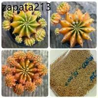 ราคา เมล็ดพันธุ์ ยิมโน LB2178 แท้ ด่าง 10 เมล็ด แคคตัส กระบองเพชร cactus Gymnocalycium friedrichii LB2178 variegata (1735525954907571858)