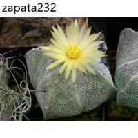 ราคา เมล็ดพันธุ์ Astrophytum myriostigma 50 เมล็ด แคคตัส กระบองเพชร Cactus (1735508846851621955)