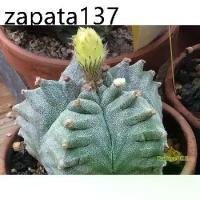 ราคา เมล็ดพันธุ์ Astrophytum myriostigma “Kikko” 10 เมล็ด แคคตัส กระบองเพชร Cactus (1735161112802657388)