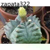 ราคา เมล็ดพันธุ์ Astrophytum myriostigma “Kikko” 10 เมล็ด แคคตัส กระบองเพชร Cactus (1735421095885440117)