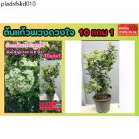 ราคา ต้นแก้วพวงดวงใจ พวงมณี ดอกแก้ว ดอกมะลิ ดอกไม้หอม พวงมาลัย ต้นไม้ไทยโบราณ ดิน ปุ๋ย กระถาง เมล็ดพันธุ์ ต้นกล้า จัดสวน ไม้ (1735185871300887827)