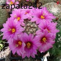 ราคา เมล็ดพันธุ์ แมมชูแมน Mammillaria schumannii 80 เมล็ด cactus แคคตัส กระบองเพชร (1735313069842990854)