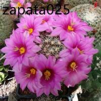 ราคา เมล็ดพันธุ์ แมมชูแมน Mammillaria schumannii 80 เมล็ด cactus แคคตัส กระบองเพชร (1735486223488288105)