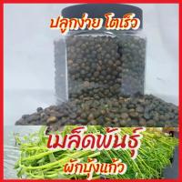 ราคา COD เมล็ดพันธุ์ ผักบุ้งแก้ว 3,000-3,500 เมล็ด ผักบุ้งแก้ว (Thai Water Spinach Seeds) เมล็ดผักบุ้งไทย ผักบุ้งน้ำ ผักบุ้งเย็นตาโฟ ผักบุ้งโอ่ง (1735407141777999750)