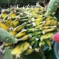 ราคา เมล็ดพันธุ์ ยิมโนคริส ด่าง 10 เมล็ด ยิมโน cristata คริสตาต้า cactus กระบองเพชร แคคตัส (1735485702344246330)
