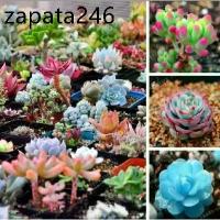 ราคา ของแท้ 100% เมล็ดพันธุ์ กุหลาบหิน ไม้อวบน้ำ แคคตัส กระบองเพชร คละลายถูกที่สุด เมล็ดปลูกง่ายโตไว บอนสีแปลกๆ บอนต้นสีแปลกๆ (1735483084966102093)