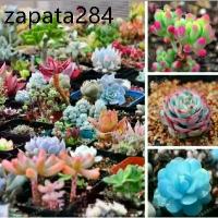 ราคา ของแท้ 100% เมล็ดพันธุ์ กุหลาบหิน ไม้อวบน้ำ แคคตัส กระบองเพชร คละลายถูกที่สุด เมล็ดปลูกง่ายโตไว บอนสีแปลกๆ บอนต้นสีแปลกๆ (1735312695741810286)