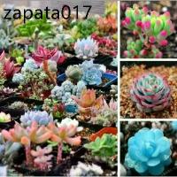 ราคา ของแท้ 100% เมล็ดพันธุ์ กุหลาบหิน ไม้อวบน้ำ แคคตัส กระบองเพชร คละลายถูกที่สุด เมล็ดปลูกง่ายโตไว บอนสีแปลกๆ บอนต้นสีแปลกๆ (1735421271269082702)
